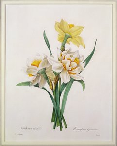 Narcisse gouani (jonquille double), gravé par Bessin, de 